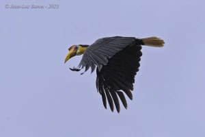 Wrinkled Hornbill - Rhabdotorrhinus Corrugatus