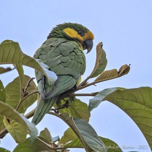 Yellow-eared Parrot Ognorhynchus Icterotis