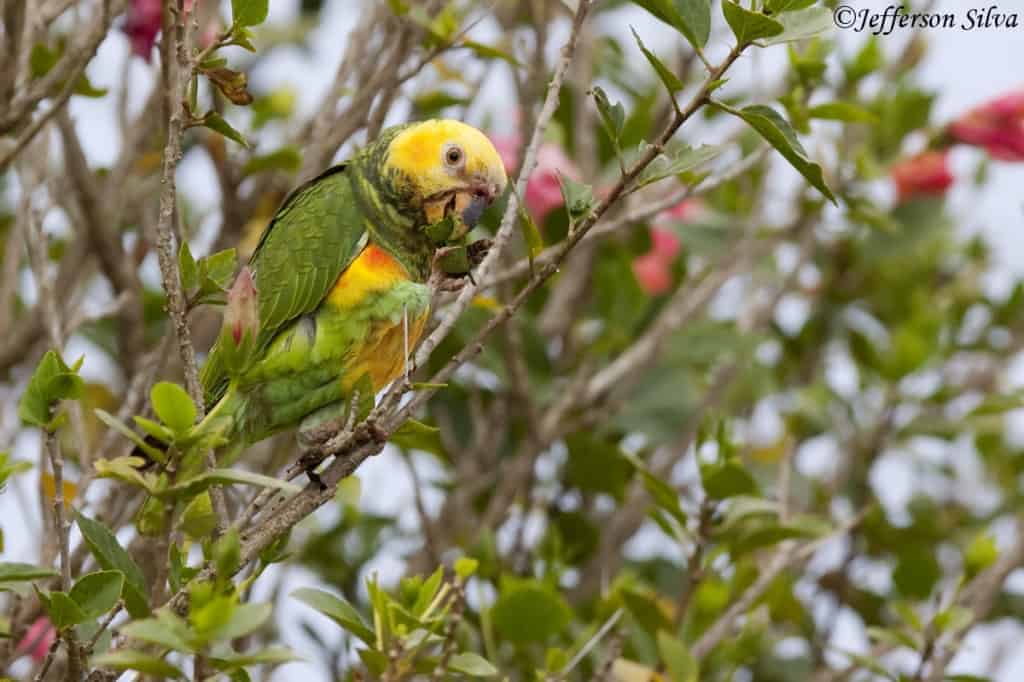 Yellow-faced Parrot Alipiopsitta xanthops