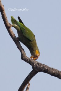 Yellow-faced Parrot (Alipiopsitta xanthops)