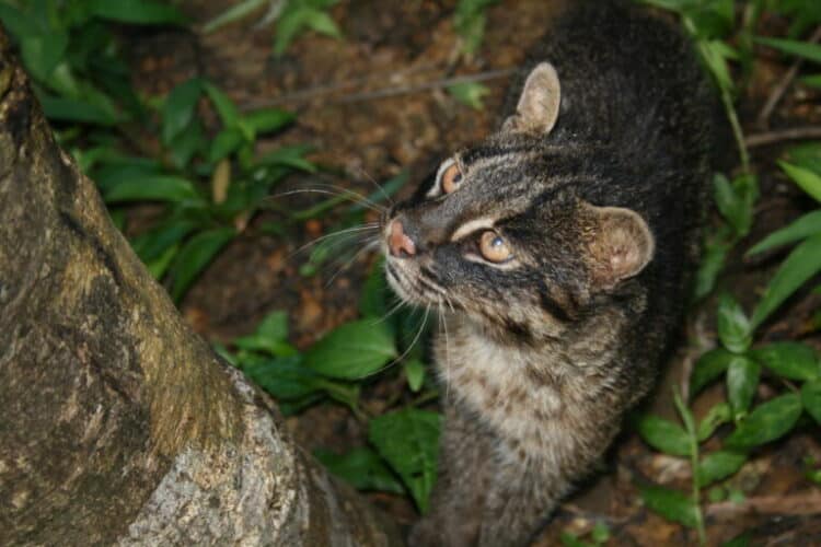 The Iriomote cat (Prionailurus bengalensis iriomotensi). Image courtesy of the Iriomote Wildlife Conservation Center.