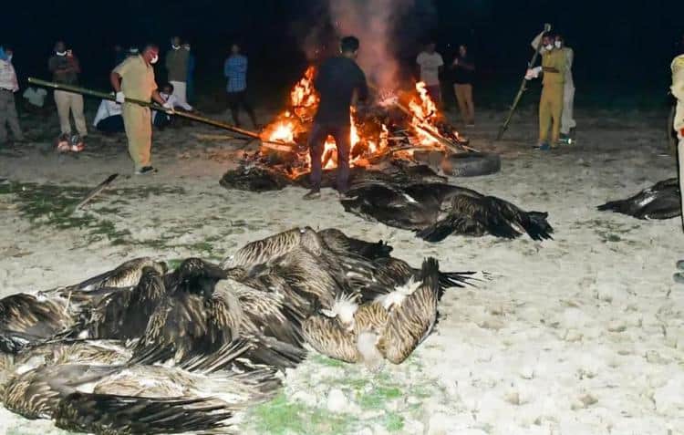 Large number of Himalayan griffon vultures killed by pesticide poisoning