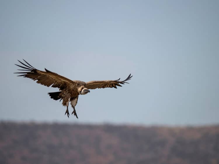 A Cape vulture flies low at the Vulpro Vulture Rehabilitation Centre in Hartebeepoort Dam in the Magalisburg region of South Africa in 2015 [Mujahid Safodien/AFP] (AFP)