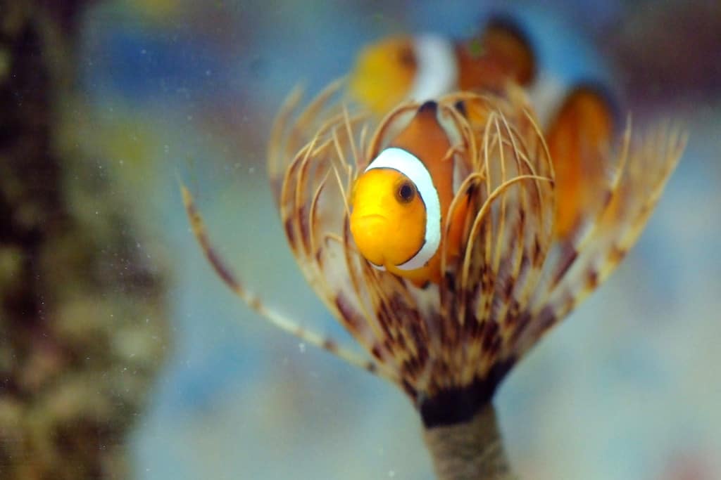 Clown Fish in a Feather Duster