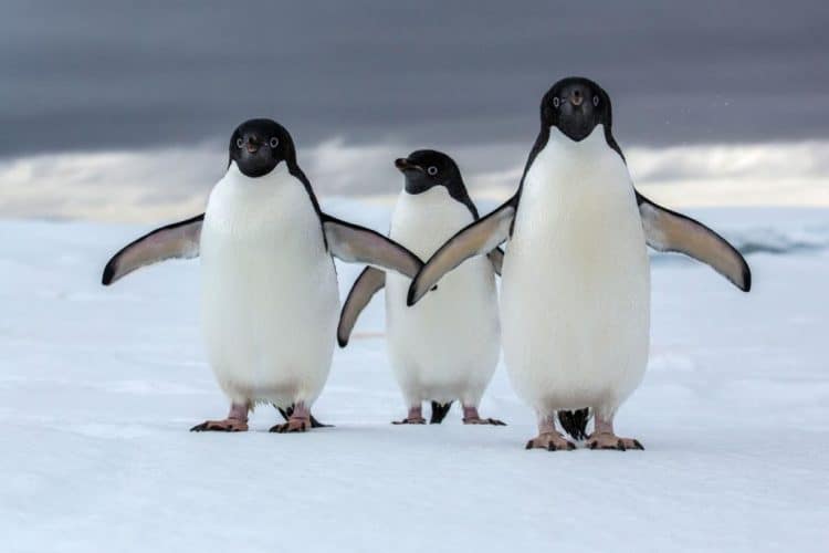 ‘Mega-colonies’ of 1.5 million penguins discovered in Antarctica