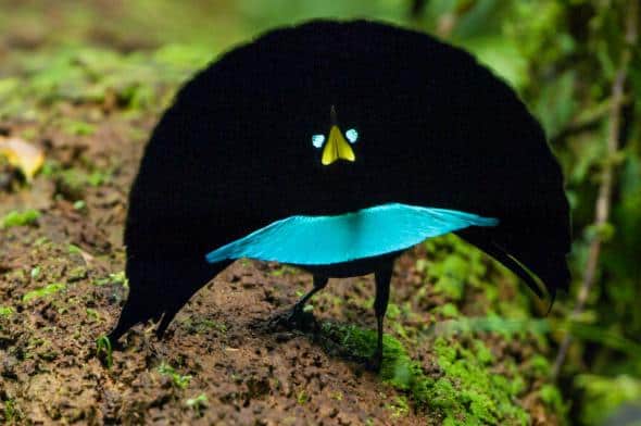 Video New Bird Of Paradise Species Has Smooth Dance Moves Focusing On Wildlife,Jamaican Beef Patty Png