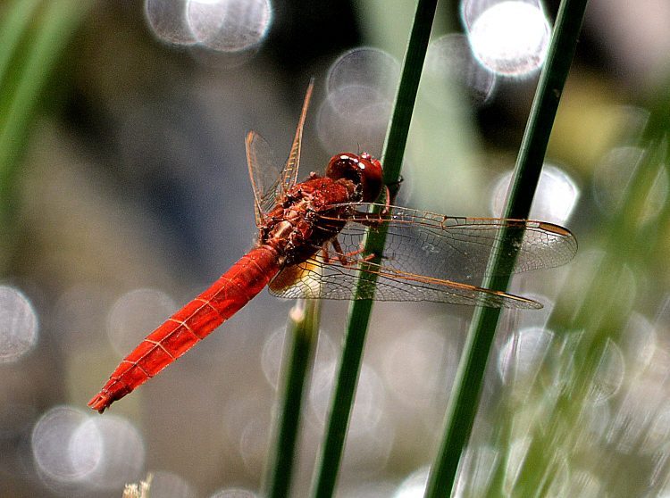 Scarlet Darter