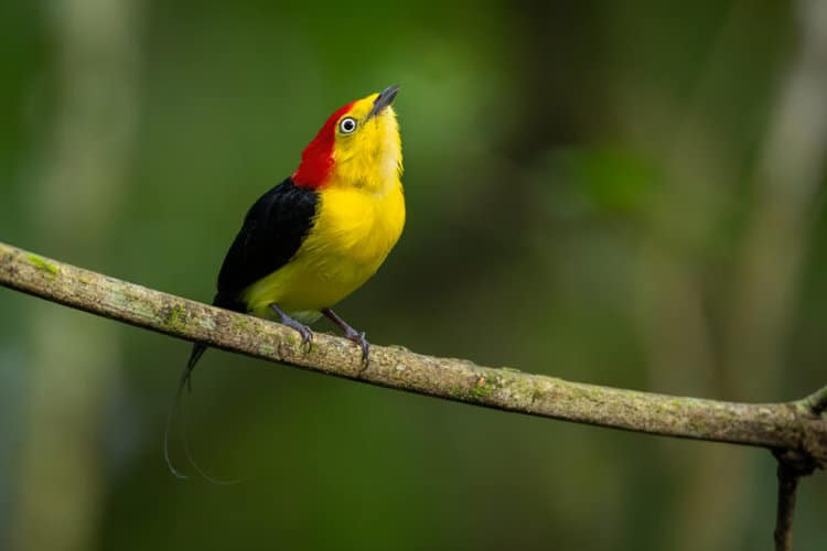 A wire-tailed manakin (Pipra filicauda), a species that performs a courtship dance for the females in arenas known as leks. Image by Sebastián Di Doménico.