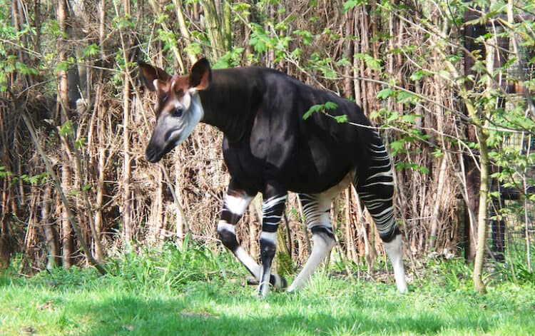 Okapi (Okapia johnstoni). Image by Bernard Dupont via Wikimedia Commons (CC BY-SA 2.0)