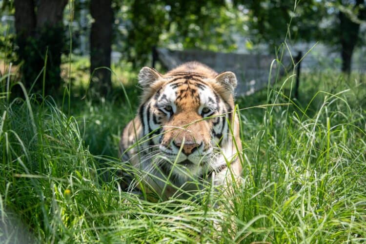 Loki, a tiger who was being kept as a pet inside a Houston home, was rescued in 2019 and now enjoys sanctuary life at Black Beauty Ranch. Meredith Lee/The HSUS
