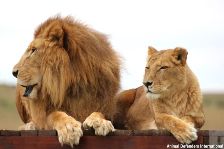 Tarzan and Tanya: How These Lions Went From a Cruel Circus to a Happy Ending