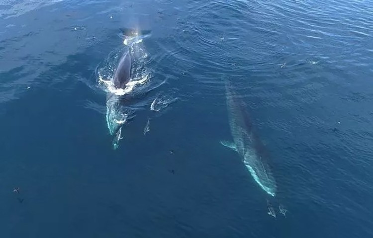 Dolphins swim alongside the fin whales with other fish predators in their wake (Image: Dan Abbot)