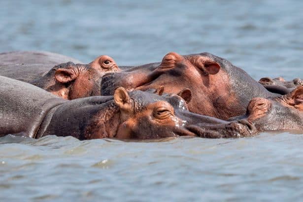 Hippos pictured in Murchison National Park ( Image: Adam Gerrard / Daily Mirror)