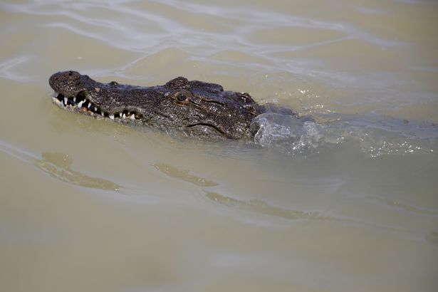Locals have warned the predators are getting closer to shore ( Image: AP)