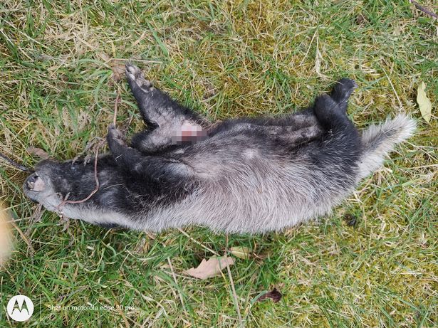 An injured badger (Image: South Manchester Badger Group)