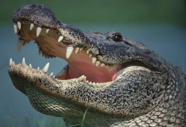 The alligator allegedly stuck around to "guard" the woman, said the Beaufort County Sheriff's Office ( Image: Getty Images)