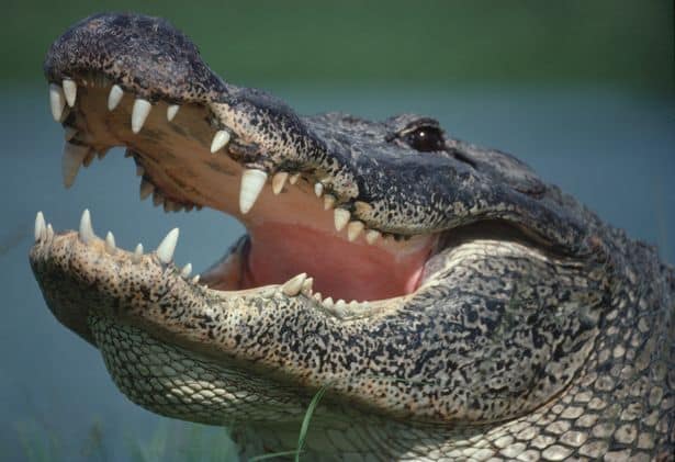 The alligator dragged Eric under three times, he said ( Image: Getty Images)