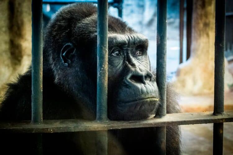 World's loneliest gorilla doomed to die in captivity in tiny cage in shopping centre