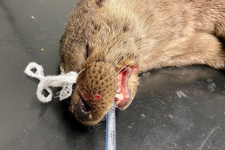 Otter left for dead after being hit by car and abandoned on Scots road