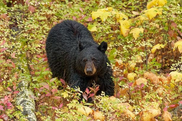 Woman horrifically savaged by bear in her garden while inspecting her hot tub