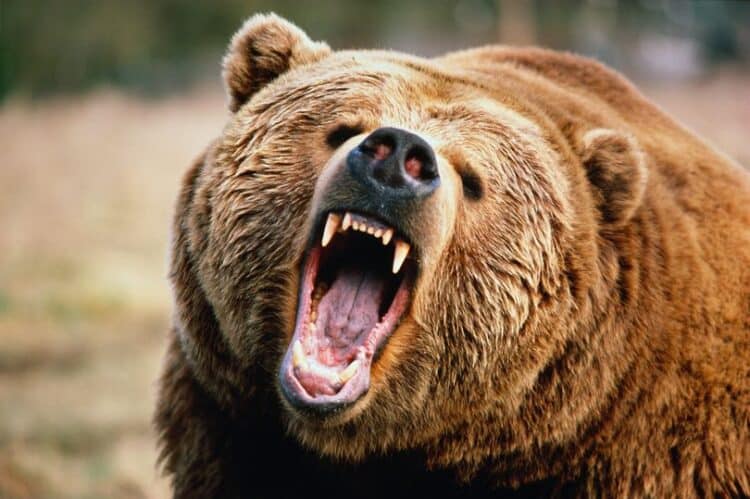 The bear had attacked and killed a jogger (stock image) (Image: Getty Images)