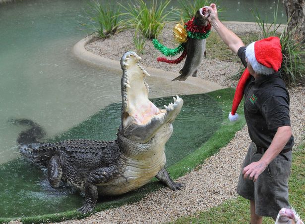 Crocodile takes revenge on noisy zoo employee by devouring his lawnmower