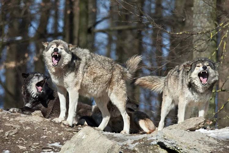 Wolfs are prohibited from being owned as pets in Alabama, but it remains unclear whether that rule applies to mixed breeds ( Image: Getty Images)