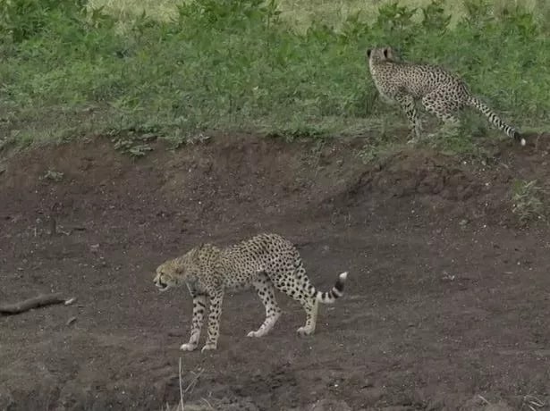Two cheetah cubs were seen wandering around a waterhole without their mum (Image: WildEarth)
