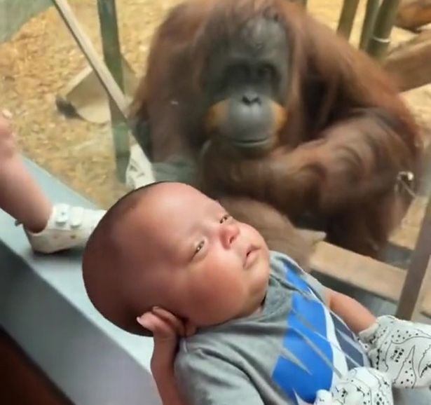 The baby being lowered towards the orangutan ( Image: Kayla Jaylen Natsis via Storyful)