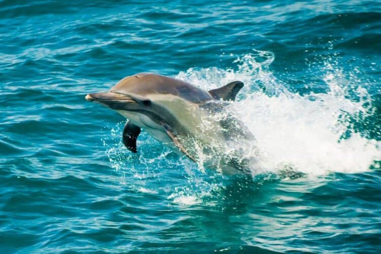 The dolphin was impaled when it was found dead (Image: Getty Images)