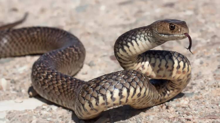 The brown snake has a deadly venom that can kill in minutes (stock image) (Image: Getty Images/RooM RF)