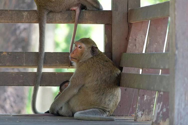 The macaques are set to be moved to a 'stress-free' environment (Image: Getty Images)