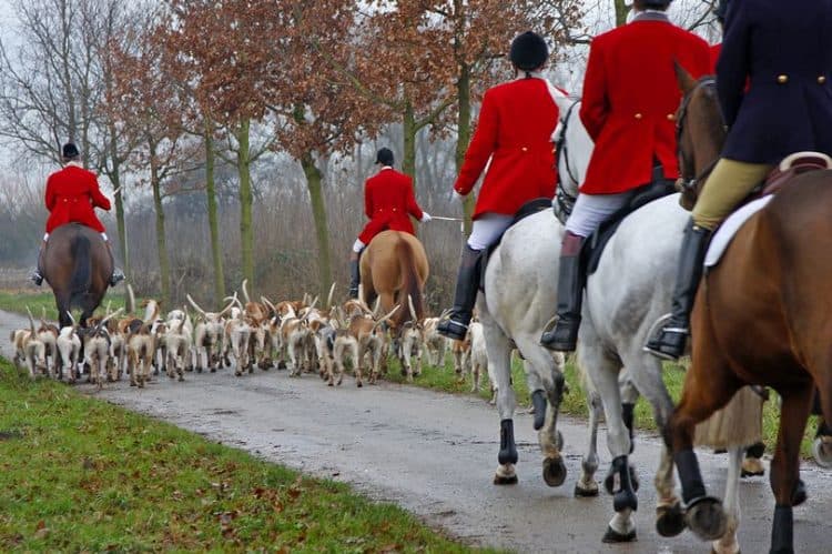 Councils urged to ban hunts from their land as campaigners say foxes still die