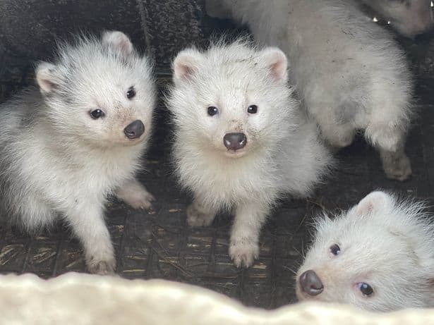 Baby foxes, raccoon dogs and minks are being slaughtered for fashion items in China