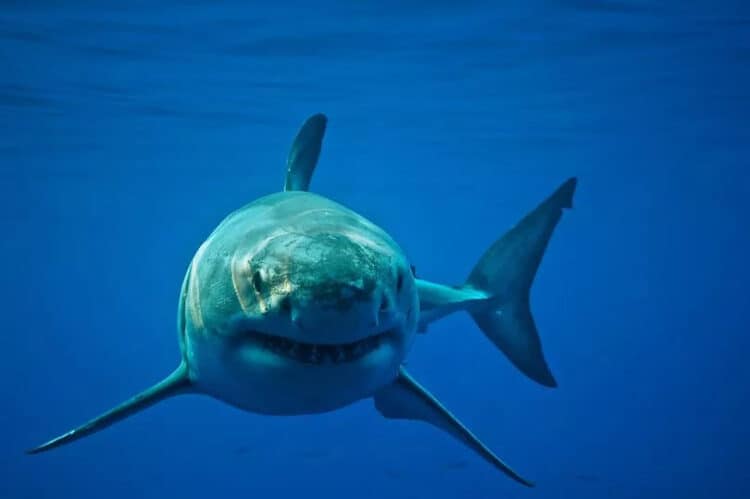Great white sharks struggle to thrive in captivity (stock) (Image: Getty Images)