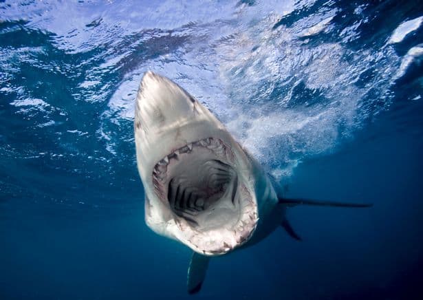 Great white sharks will be returning to the coast during summer, where they could face killer whales (Image: Getty Images)