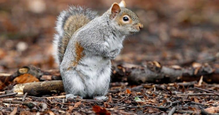 Mutilated squirrels found dead hanging on telegraph pole in Sevenoaks