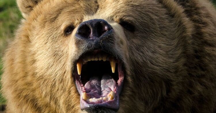 Boy, 9, savagely mauled by brown bear 'protecting her cub' on hunting trip