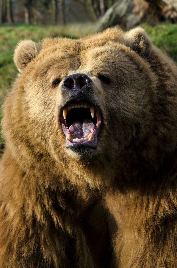 He said the bear came at him so fast that the bear spray didn't work and the next second, he was pounded to the ground (Image: Getty Images)