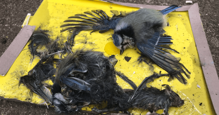 Glue traps for rodents can also be deadly for birds and should be banned