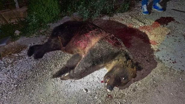 The she-bear Amarena lies on the ground after she was shot in Italy's Abruzzo region yesterday ( Image: AP)