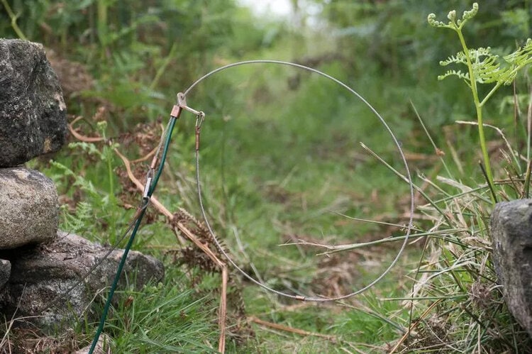 A snare trap which can be used to kill foxes, rabbits and other wildlife. (Image: Daily Mirror)