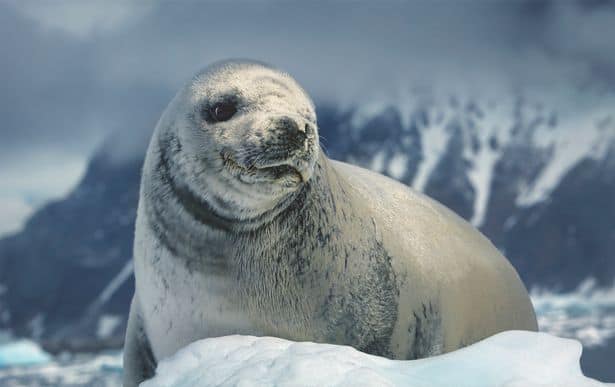 Baby seals to get 'smashed to death' in harrowing scenes for new Frozen Planet series
