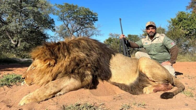 Trophy hunter poses with dead lions and has 'GUN' car number plate
