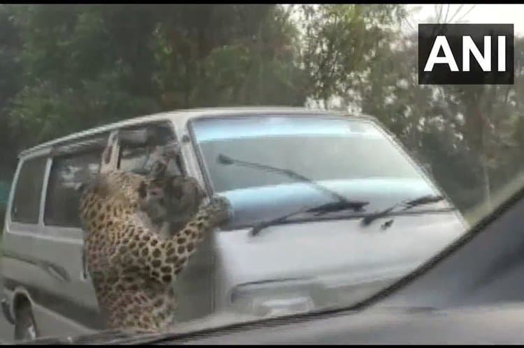 Desperate leopard which mauled 15 during hunger rampage stopped inside residential area