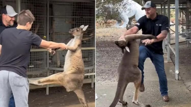 The American tourist can be seen grabbing the kangaroo by the throat after it kicked him at a zoo (Image: @brooke.so.hip/TikTok)