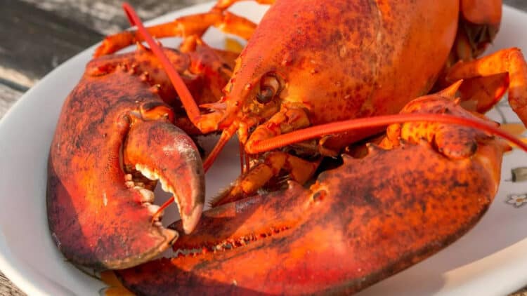 Lobsters feel pain (Stock photo) (Image: Getty Images/iStockphoto)
