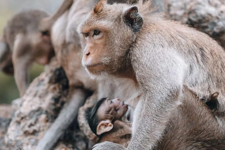Officials and residents in Phetchaburi have swung into action to deal with the growing number of monkeys (Image: Getty Images)
