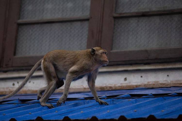 The monkeys have relocated to the shop and commercial areas in the area (Image: Getty Images)
