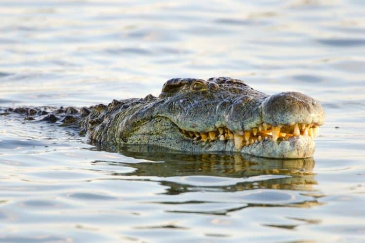 Alexander was set upon by four hungry crocodiles when collecting worms to use as fishing bait